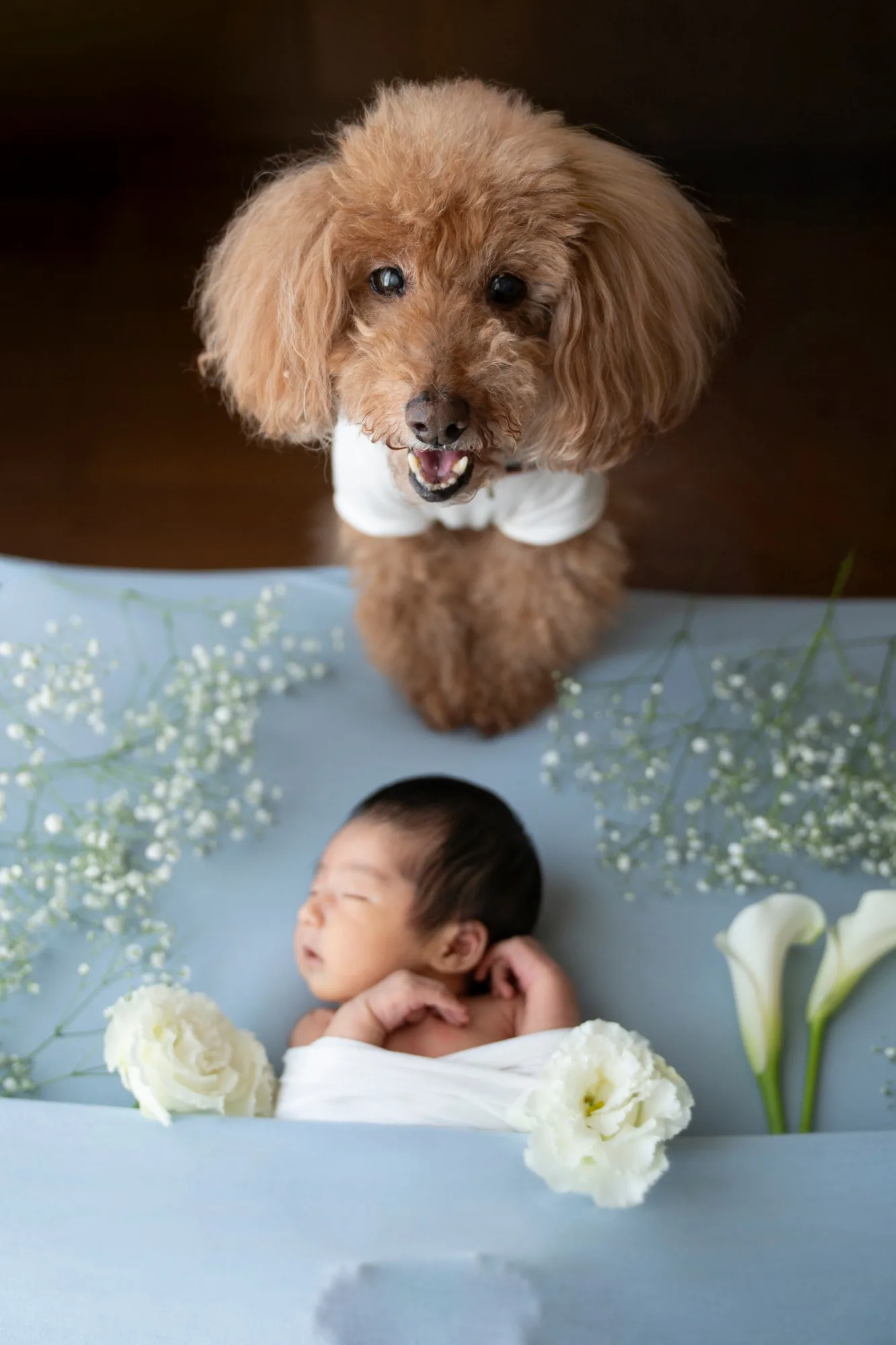 花に囲まれて眠る新生児を見つめる愛犬